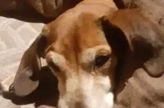Animaux perdus Luxeuil-les-Bains, photo: Chien brun 15 ans perdu à Luxeuil