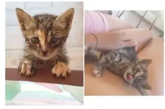 ¡Cachorrita Atigrada Perdida en Punta Umbría!