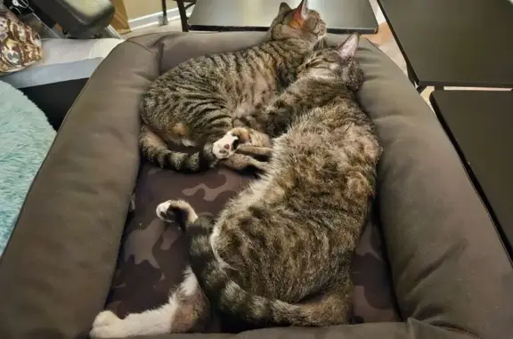 Lost Black & White Tabby in RSM Area