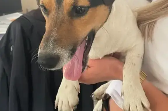Chien retrouvé devant SNEG à Spay - photo