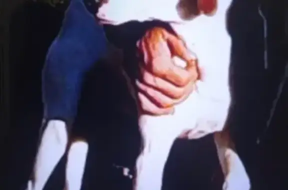 Perro Perdido: Podenco-Beagle en Lérida