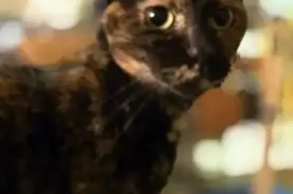 Found cat Washington, photo: Sweet Tortie Cat Found: Needs Loving Home