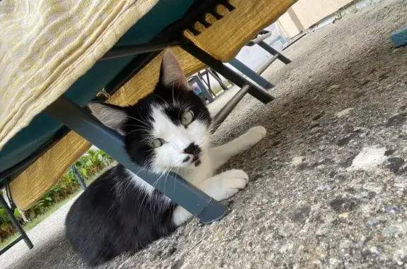 Chat perdue, museau foncé, yeux verts - photo