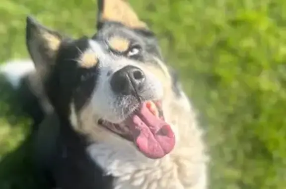 Animaux perdus Bourg-lès-Valence, photo: Chien noir et blanc perdu, yeux vairons