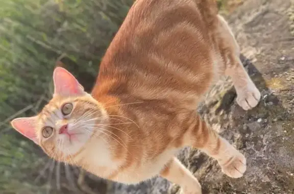 Animaux perdus Hadol, photo: Chatte rousse perdue à Hadol (Youyou)