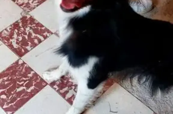 Animaux trouvés Pouillon, photo: Chien border collie trouvé à Pouillon