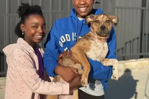 Lost Dog: Luni, Black & Brown, Potranco Rd