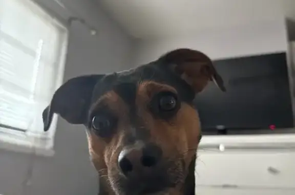 Help Find Our Lost Chihuahua Mix