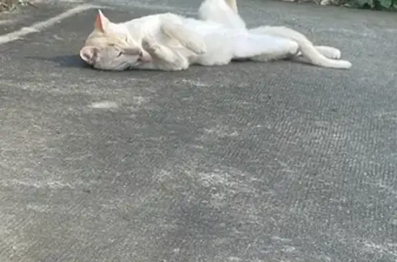 Chat trouvé , photo: Jeune siamois aux yeux bleus trouvé à Ambilly