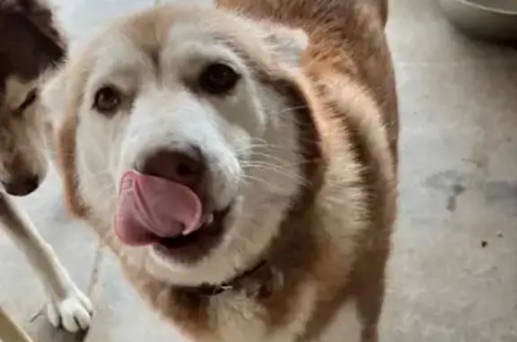 Missing dog New Orleans, photo: Missing Husky Near Blue Plate Lofts
