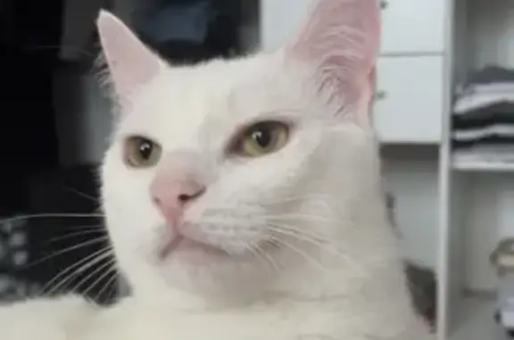 Chat blanc perdu, harnais bleu, Palavas - photo