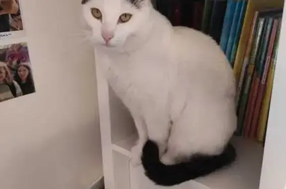 Chat perdu : blanc/noir, Chemin des Greffons - photo