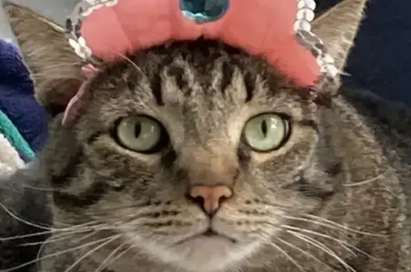 Missing cat Summit, photo: Lost Cat: Blue & Bell Collar, Summit