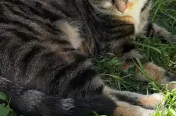 Chatte perdue Quai d'Amont, Creil - photo