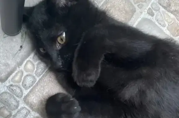 Gato negro perdido en San Juan...