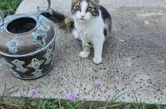 Animaux trouvés , photo: Chaton de 5 mois trouvé à Cavanac