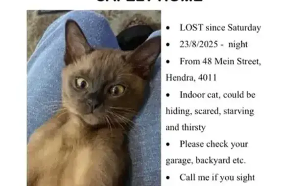 Lost Brown Burmese Cat with Gait Defect