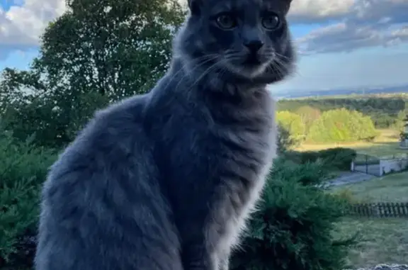 Chat perdu : Vol suspecté, Les Sables-d'Olonne - photo