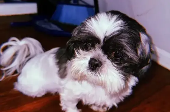 Lost Shih Tzu: White & Gray on Beechbank
