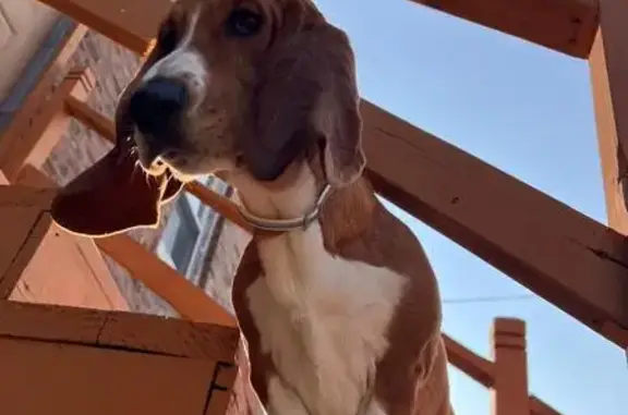 Lost Brown Basset Hound on John St, Whiting