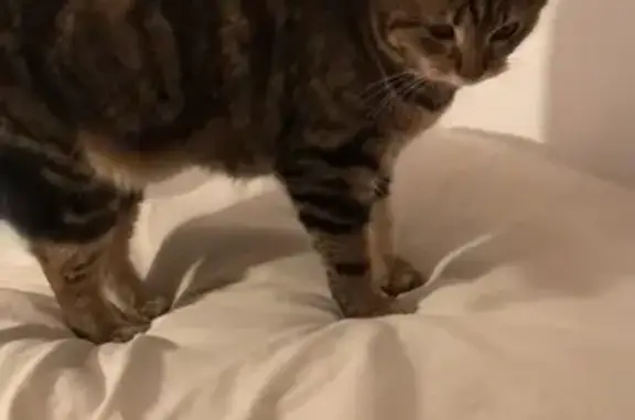 Chat perdu, Voujeaucourt, photo: Chatte perdue : Penny, ventre jaune tacheté