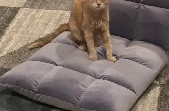 Lost Senior Orange Cat on 6th St, WB