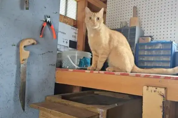 Lost Orange Cat: Sweet but Shy in Ogden
