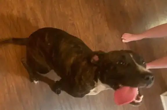Found dog , photo: Found Dog: Friendly Brindle on Randolph