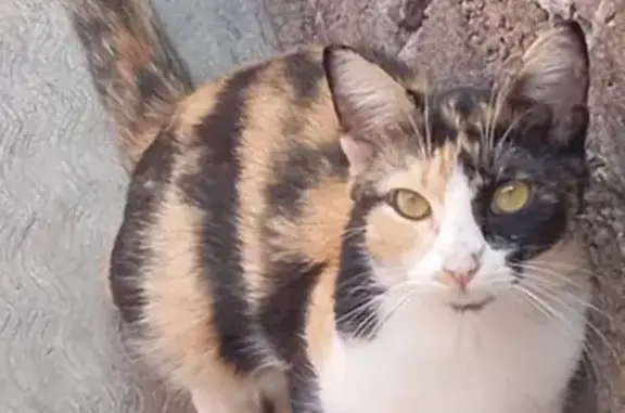 Gatito Perdido: Ojos Verdes en Av. Carmelo Pérez