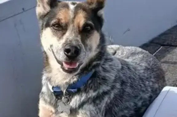 Help Find Scooter: Missing Dog in Richburg