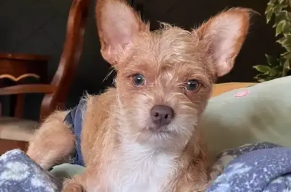Lost: Blonde Scruffy Dog in LA Area