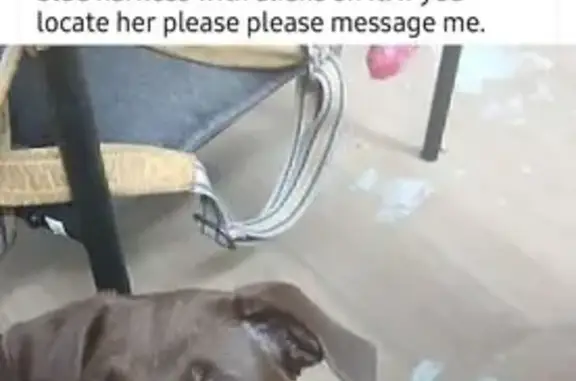 Lost Chocolate Lab Mix on Lowry Drive