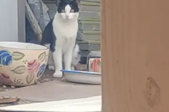 Missing Cat: Last Seen on West Berkeley Rd