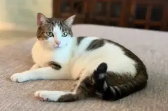 Lost and found pets Merritt Island, photo: Lost Cat: Sweet, Shy, Petite, 4-Yr-Old