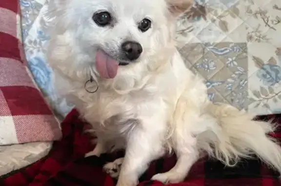 Found dog Trenton, photo: Found: Sweet Small White Dog in Trenton