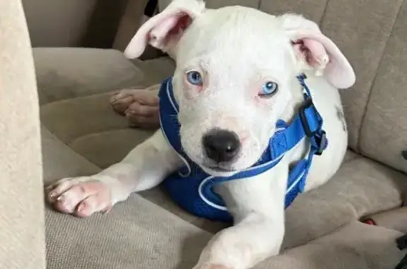 Lost Dog: White, Blue Eyes, S. Saginaw