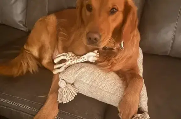Lost Retriever: Alba May on Hickory Dr