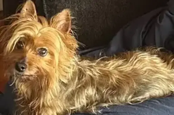 Lost Friendly Dog: Silky Golden Brown Hair