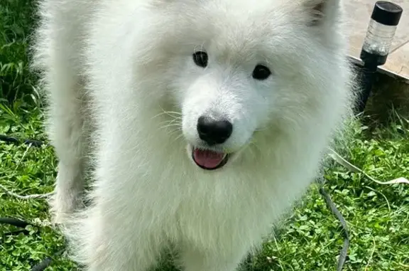 Chien perdu Amilly, photo : Samoyède blanc perdu, Rue de la Gare, Amilly