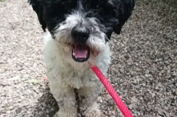 Lost Black Poodle Mix on McKinley Rd