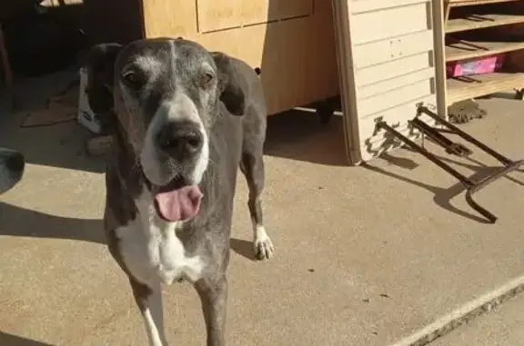 Lost Great Dane: Gray & White in Chino