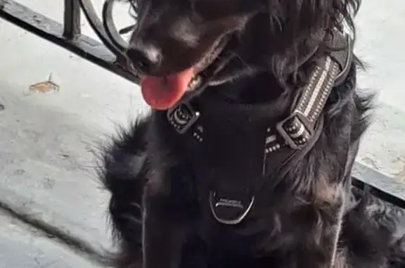 Missing dog Philadelphia, photo: Lost Dog: Shaggy Black Pup in Philly