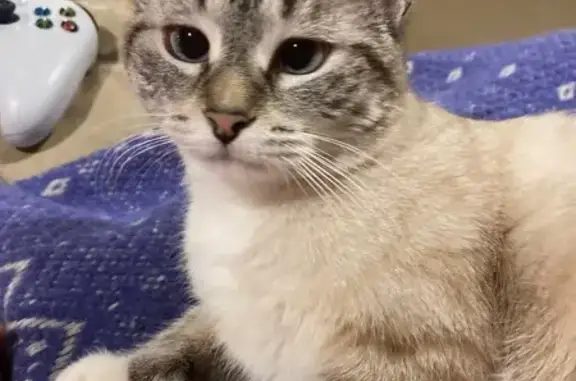 Lost Cat: Velma Missing in Longville!