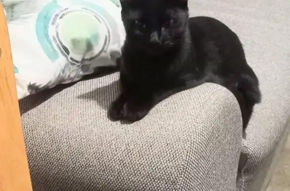 Gatita Esterilizada Perdida en...