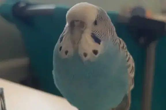 Lost Bird: Right Wing Pin Feather ID