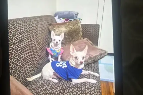 Lost Blue Dog on Hilltonia Ave, Columbus