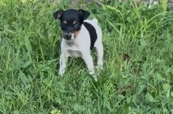 Lost: Tiny Jack Russell on Dockberry Rd