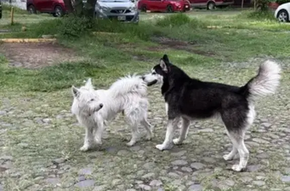 Dúo inseparable: Husky y mesti...