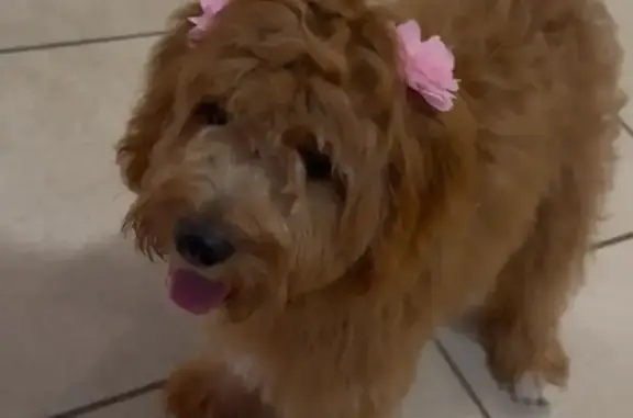 Lost Puppy: Brown & White in Buenaventura