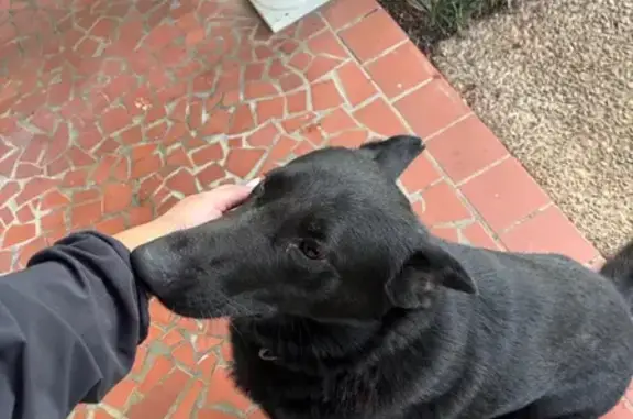 Found dog Memphis, photo: Found Black Shepherd in Heather Cove